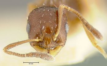Media type: image;   Entomology 22783 Aspect: head frontal view